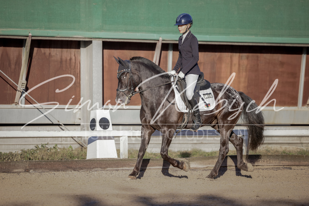 20250906-_3LI2757 | Tierfotografie Pferde, Hunde, Katzen, Haustiere.
Turnierfotografie Reitturniere, Reiten, Springreiten, Dressur in Hanau, dem Main-Kinzig-Kreis und dem Rhein-Main- Gebiet um Frankfurt