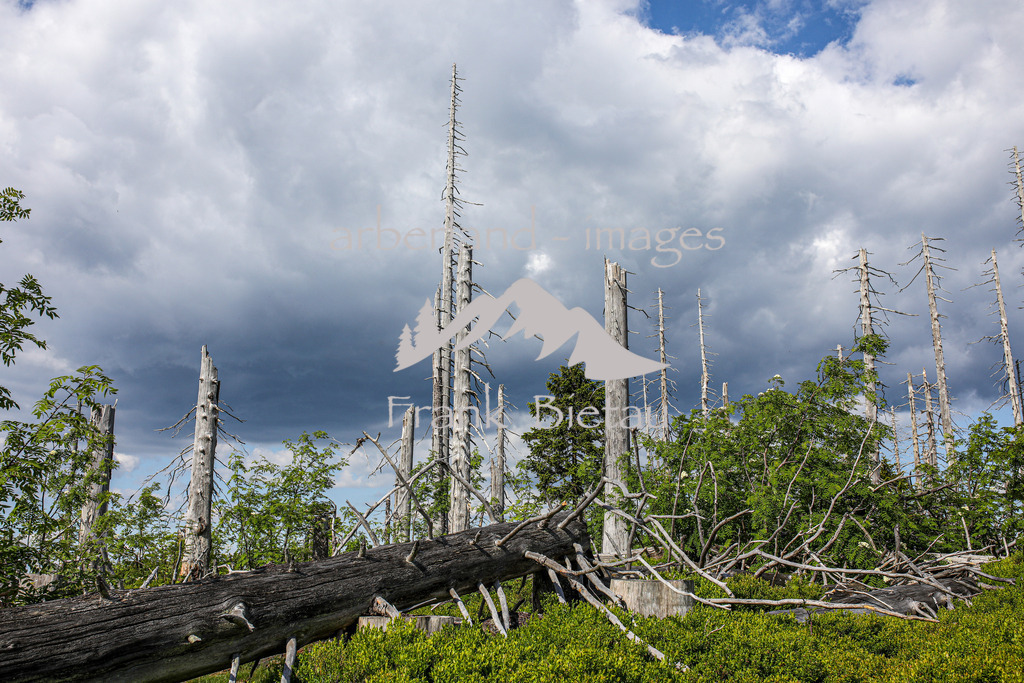 OE7A4062 | Stürme und Borkenkäfer haben dem Wald im Bayerischen und Böhmischen Wald stark zugesetzt. Die Schäden sind gewaltig und unübersehbar. Mehr und mehr breitet sich Jungwuchs und damit neuer Wald in den Höhenlagen aus
