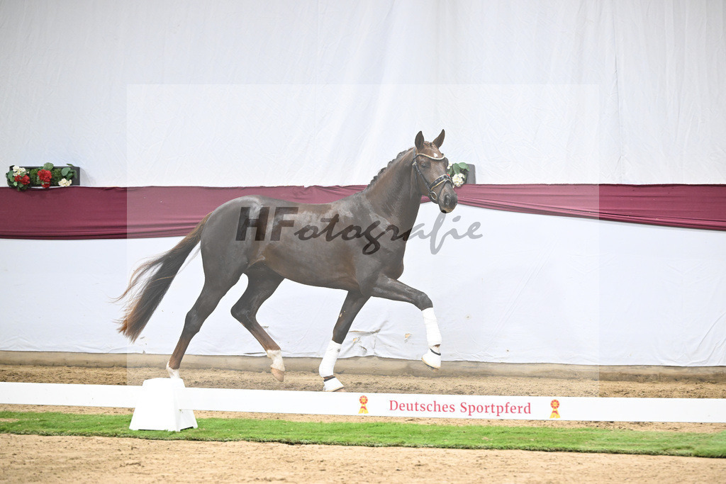 Kat-Nr. 129 Floricello x Dantano_Norbert Hoechsmann_47254326 | hf-fotografie - Realisiert mit Pictrs.com