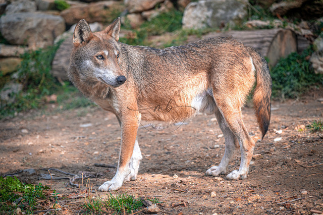 Wolf | Professionelle Natur- & Landschaftsfotos als Poster, auf Leinwand & viele mehr. Wähle aus einer Vielzahl an Formaten & Materialien Dein perfektes Bild. - Realisiert mit Pictrs.com