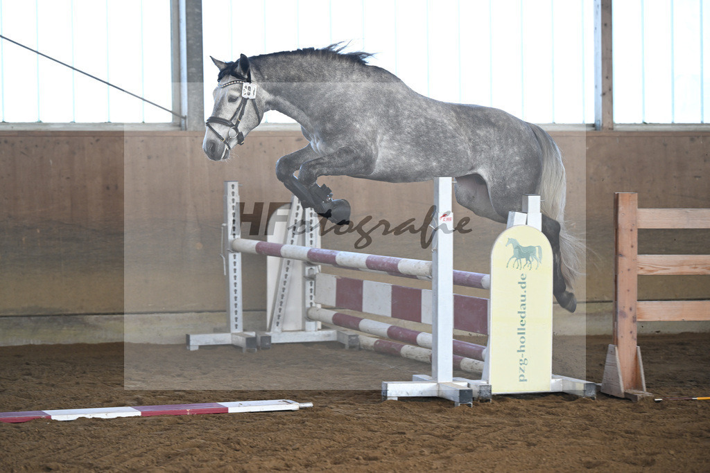 Kat-Nr. 1 Lisbergs Prince Philip v. Pattya Veuve Cosmic_ZG Lisberg_49250018 | hf-fotografie - Realisiert mit Pictrs.com