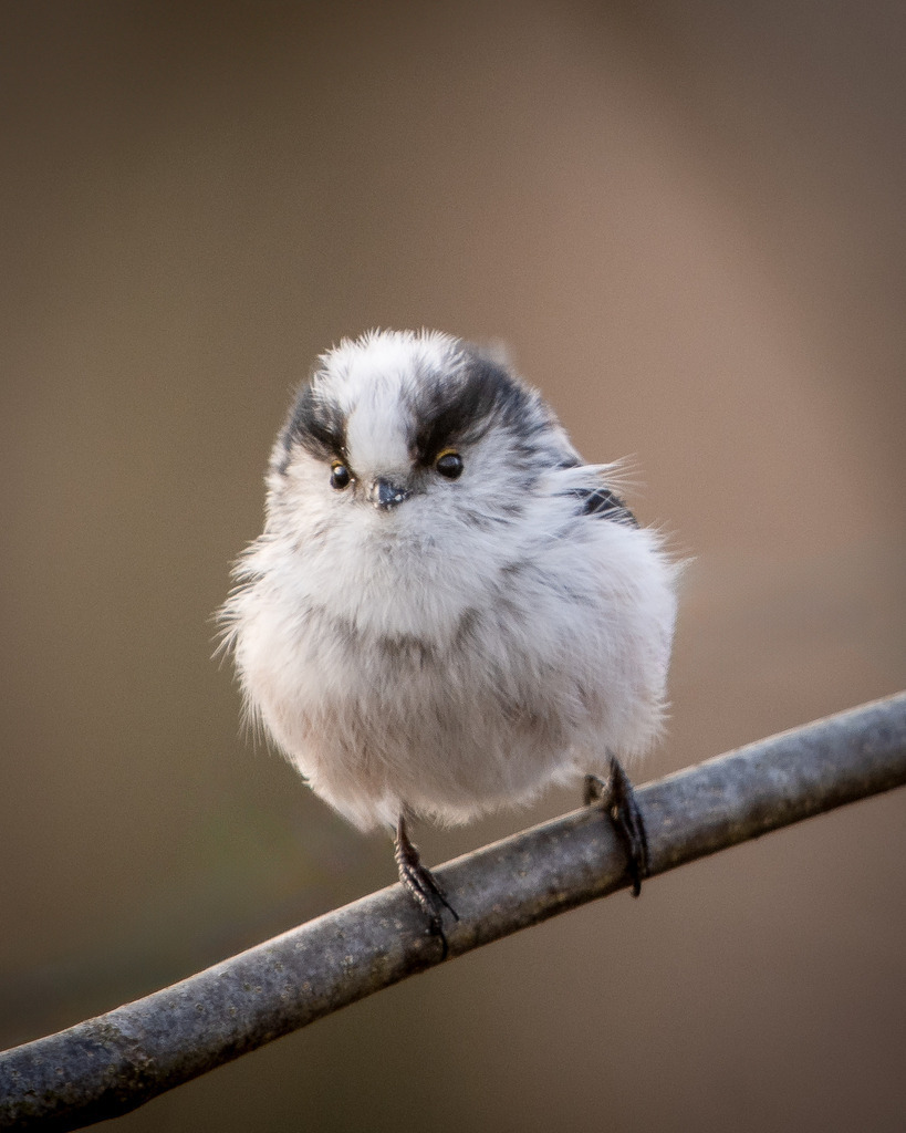 DSC_5173-2 | Ich bin Fotograf aus Neuburg an der Donau und spezialisiere mich auf Wildlife-Fotografie, Landschaftsaufnahmen und Portraits.Ob Hochzeit, Familienbilder oder Naturaufnahmen – ich fange echte Momente ein, die bleiben. 