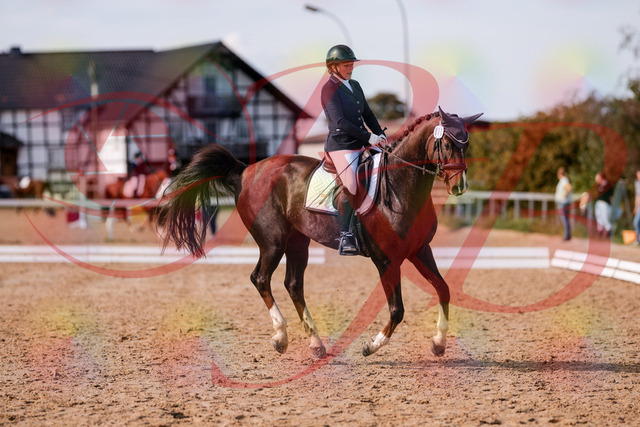 2026_10_03_Siefer-Hof_132538_Z81_77339874 | Professionelle Reitsport-, Turnier- und Eventfotografie von Robert Broda. Galerien mit ausgewählten und bearbeiteten Bildern direkt online ansehen und bestellen.