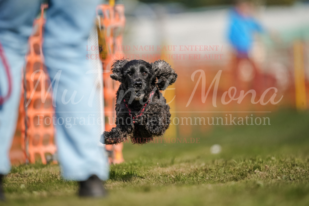 20250928_Hunderennen-433 | MuT (Mensch und Tier) mit Mona - Fotografie und Tierkommunikation - Realisiert mit Pictrs.com