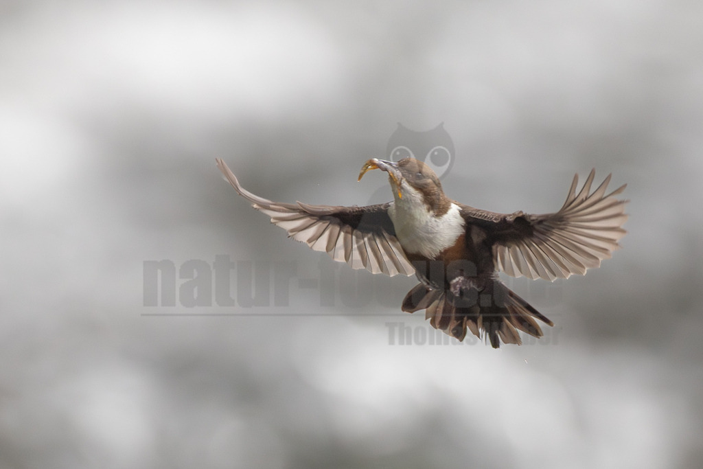 R5M23289_20260412 | Eine Wasseramsel (Cinclus cinclus) ist im Flug festgehalten, während sie ein Insekt oder eine Larve als Beute in ihrem Schnabel trägt. Der Vogel zeigt sein charakteristisches braunes Gefieder an Kopf und Rücken, das scharf mit der leuchtend weißen Brust kontrastiert. Die Flügel sind weit ausgebreitet, und der Hintergrund ist unscharf und hellgrau, was den Fokus auf den Vogel lenkt. Die Interaktion zeigt die Nahrungssuche und den Transport von Futter. - Realisiert mit Pictrs.com