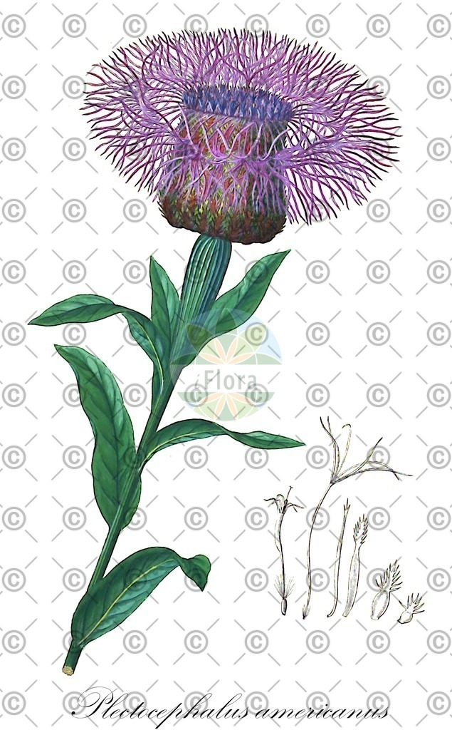 HistAbb_wfo-0000275155_1_ENZY_Simple | Historische Abbildung von Plectocephalus americanus - Asteraceae | Historical Illustration of Plectocephalus americanus - Asteraceae (american basketflower;american star-thistle;cardo del valle;powderpuff thistle)
