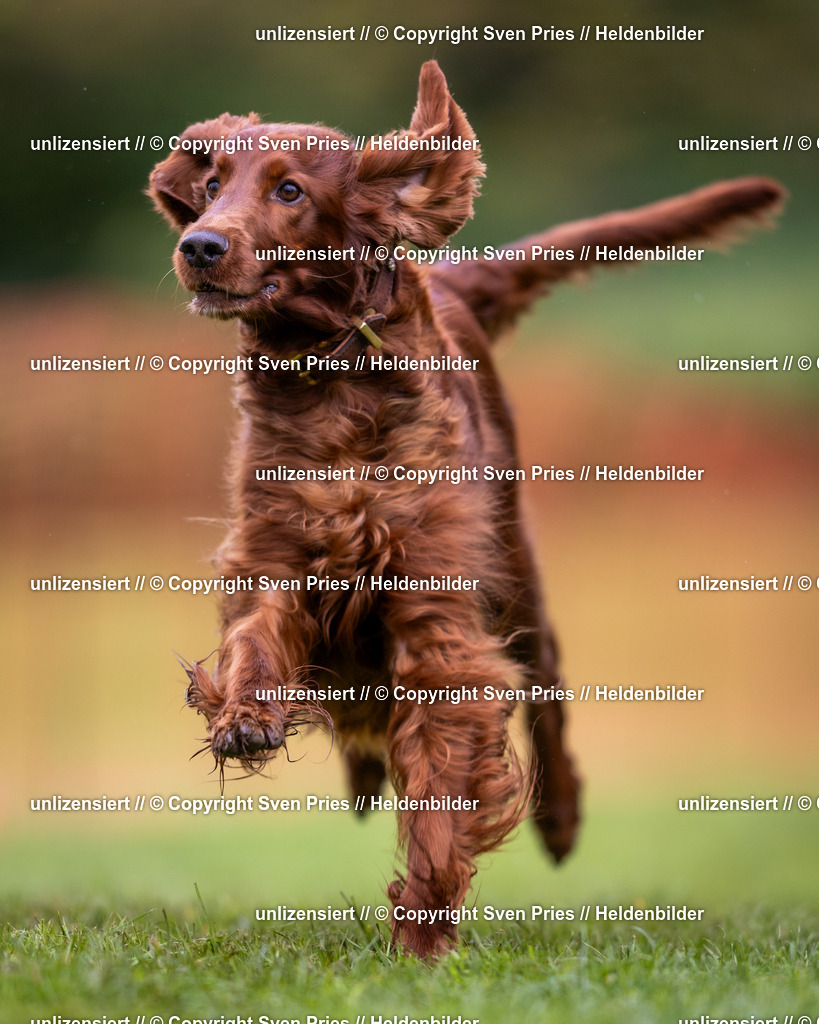 Sven Pries | 2024-04-21 - Hunderennen Baden-Oos
Foto: Sven Pries - Realisiert mit Pictrs.com