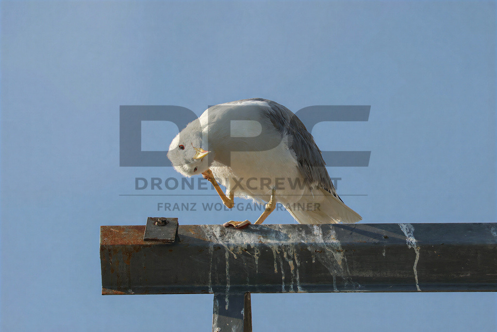 Yellow-legged Gull (Larus michahellis) | Yellow-legged Gull (Larus michahellis), a large gull species commonly found along Mediterranean coasts, rocky shorelines, harbours and coastal areas. - Realisiert mit Pictrs.com