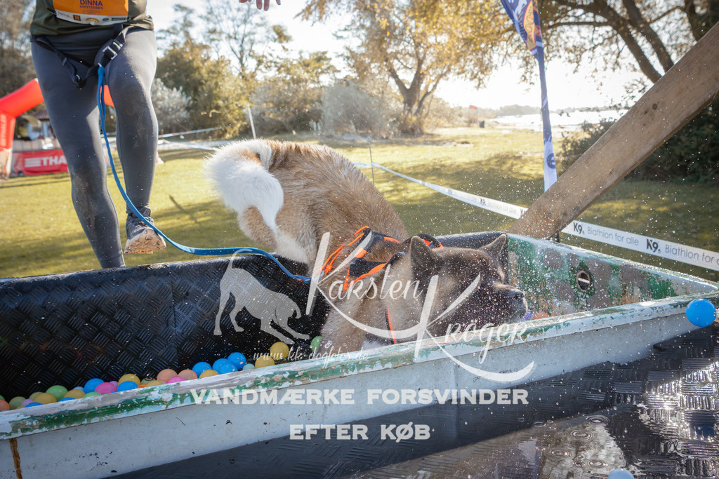1212_ZZ95048 | kk-dogfotos