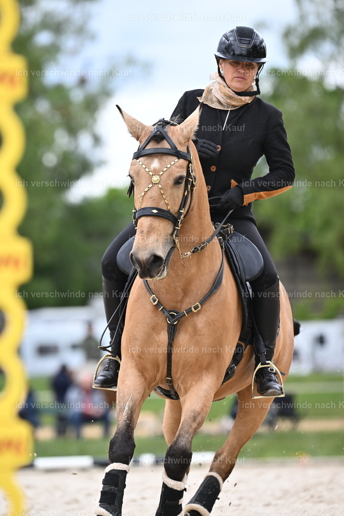 PI26_ST_Sara_Landvogt226_3037.JPG | working equitationturnier fotograf videograf stoibphotography marixx film working equitation deutschland reitsport turnierfotografie eventfotografie equestrian events