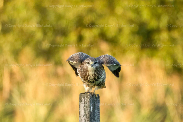 2022169 | Tierfotografie, Tierkalender, Tierbilder, Insekten, Spinnen, Vögel, Schmetterling, Libellen, Leinwand, Colorkey, Qualität, Geschenkartikel, Geschenk - Realisiert mit Pictrs.com