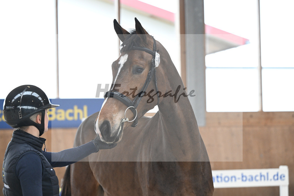 Kat-Nr. 41 Sera Delta v. Dourkhan Hero Z_Vogelgut_14260059 | hf-fotografie - Realisiert mit Pictrs.com