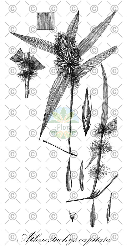 HistAbb_wfo-0000555596_1_ENZY_Simple | Historische Abbildung von Athroostachys capitata - Poaceae | Historical Illustration of Athroostachys capitata - Poaceae