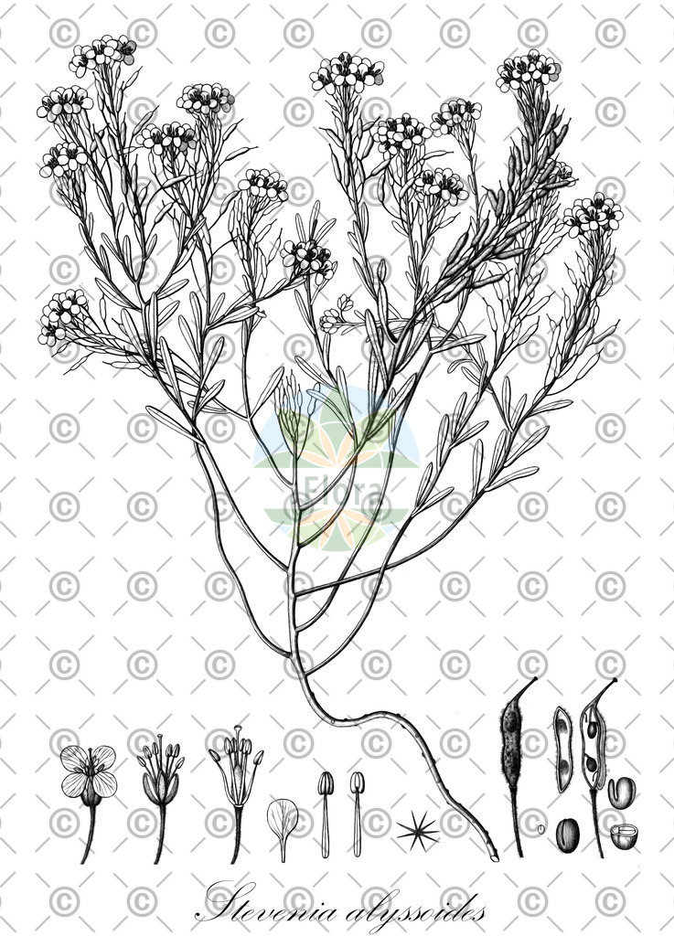 HistAbb_wfo-0000002621_1_ENZY_Simple | Historische Abbildung von Stevenia alyssoides - Brassicaceae | Historical Illustration of Stevenia alyssoides - Brassicaceae