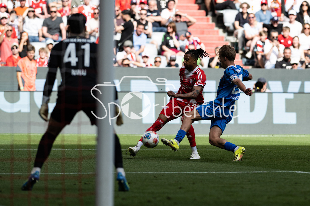 FC Bayern München - 1. FC Heidenheim | MUNICH, GERMANY - 02. MAI: im Duell Hennes BEHRENS (1. FC Heidenheim 26) und fc17 während dem Bundesligamatch zwischen dem FC Bayern München und dem 1. FC Heidenheim am 32. Spieltag in der Allianz Arena / DFL REGULATIONS PROHIBIT ANY USE OF PHOTOGRAPHS AS IMAGE SEQUENCES AND/OR QUASI-VIDEO