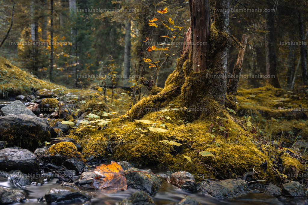 DSC_9872 | invaluablemoments.com - Realisiert mit Pictrs.com