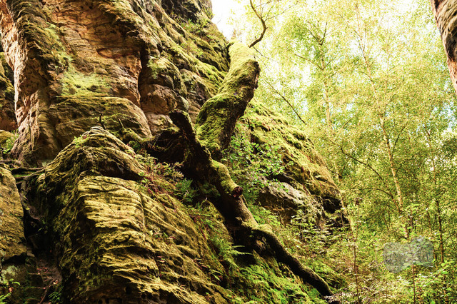 DSC_2960-10 | Shop für Prints Landschaftsfotografie Sächsische Schweiz Naturfotografie in Thüringen Fotos vom Findlingspark Nochten Kloster Sankt Marienstern Bilder Festung Königstein PanoramaRhododendronpark Kromlau FotogalerSchleswig-Holstein Küstenlandschaften