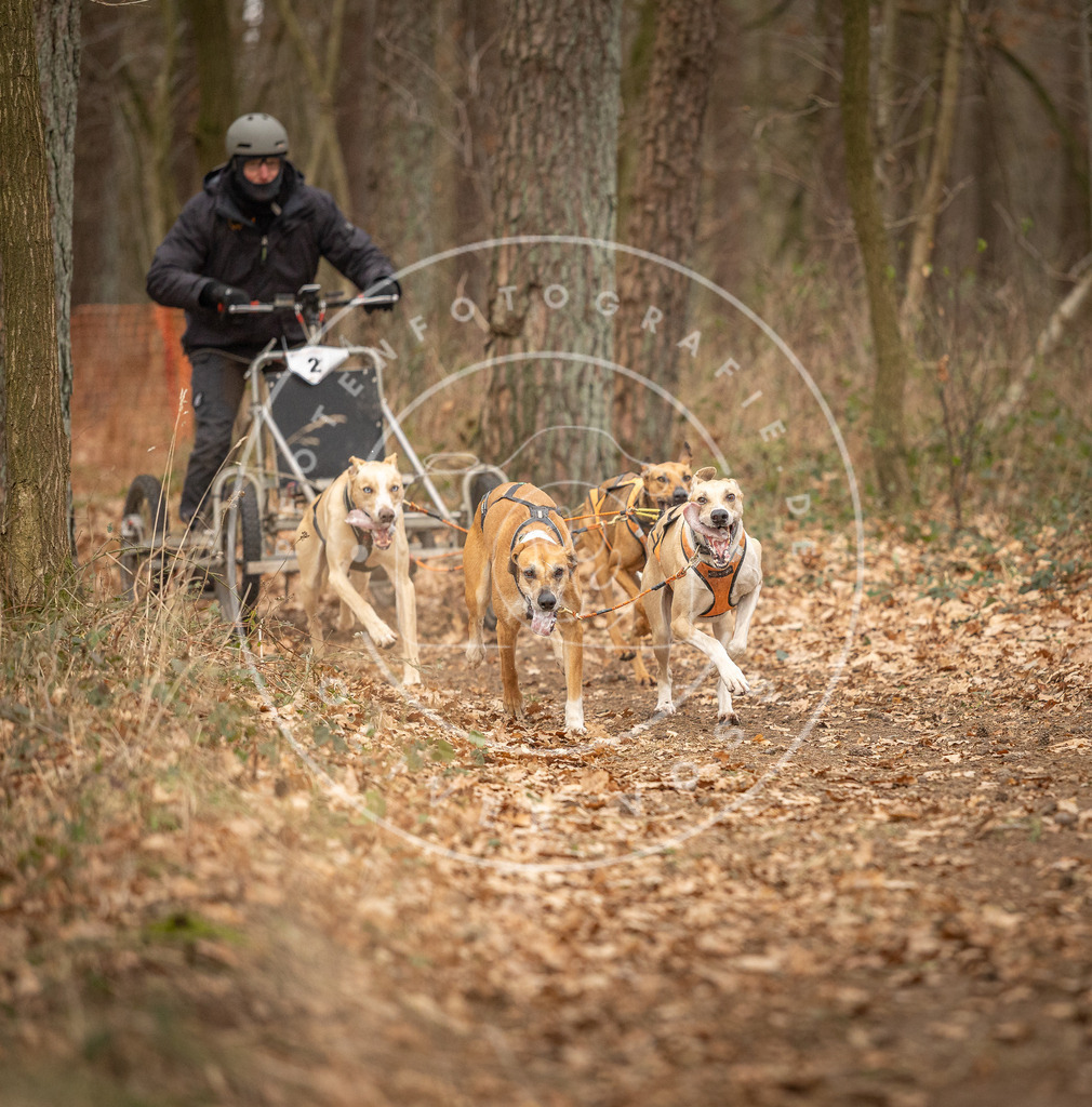 Pfotenfotografie_DV3A8620 | Hundefotografie, Tierfotograf, Pfotenfotografie, Fotoshooting Hund, Hunde Portrait, Hundesport, Hundeportraits, Heideshooting, Hunde, Sportfotograf, Hundefotograf, Turnierhundsport, THS,  - Realisiert mit Pictrs.com