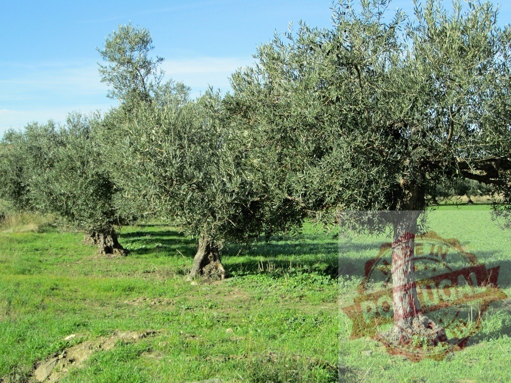 Olive trees growing in a green field under blue sky | Olive trees planted in rows across a sunny Mediterranean agricultural field - Realisiert mit Pictrs.com