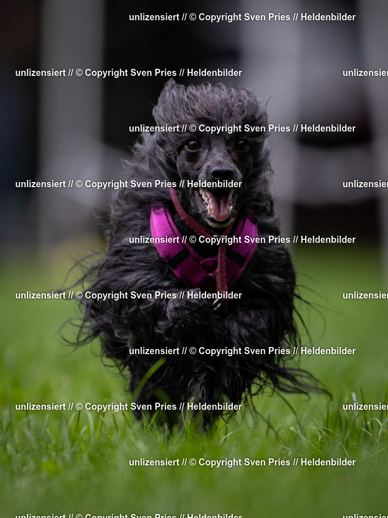 Sven Pries | 2024-10-19 - Hunderennen Ober-Grombach - Realisiert mit Pictrs.com