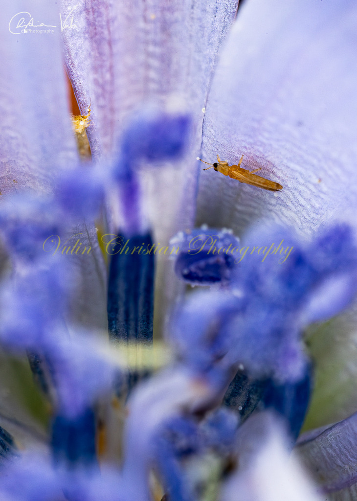 ULMA 53 | Christian Vulin  - Realisiert mit Pictrs.com