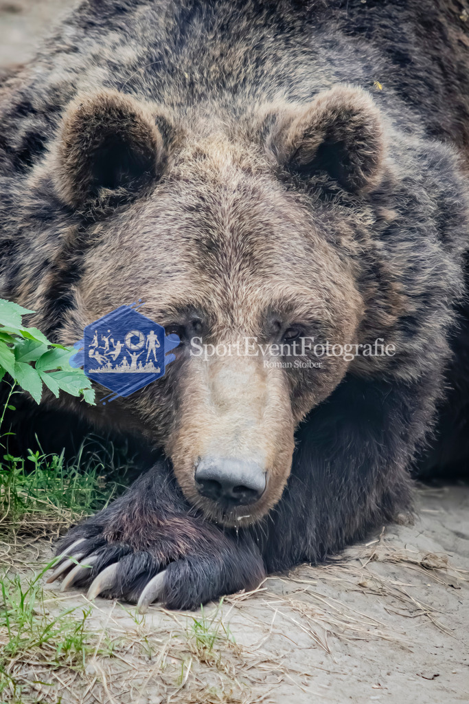 IMG_3991 | SportEventFotografie - Roman Stoiber