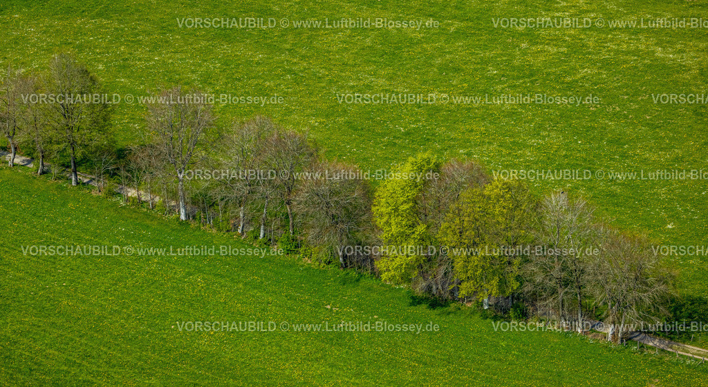 Monschau240502277 | Luftbild, Wiesen und Felder mit Narzissenblüte, Baumreihe an einem Weg, Höfen, Monschau, Nordrhein-Westfalen, Deutschland