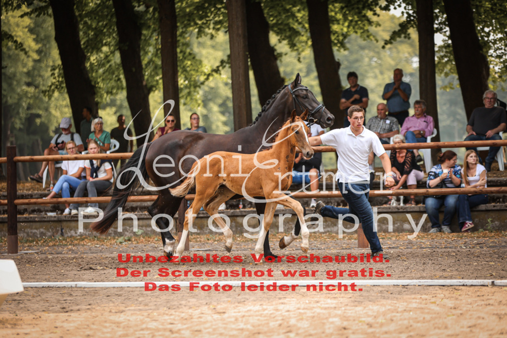 SaFohlen00178 | Leoni Ertmer Photography - Realisiert mit Pictrs.com