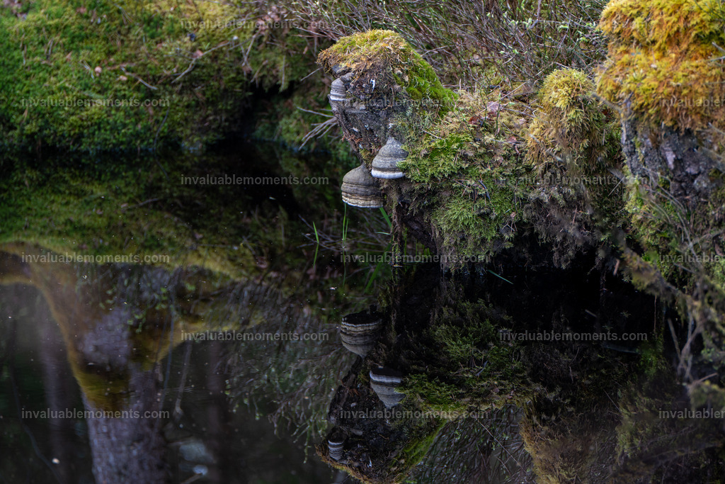 _DSC1691 | invaluablemoments.com - Realisiert mit Pictrs.com