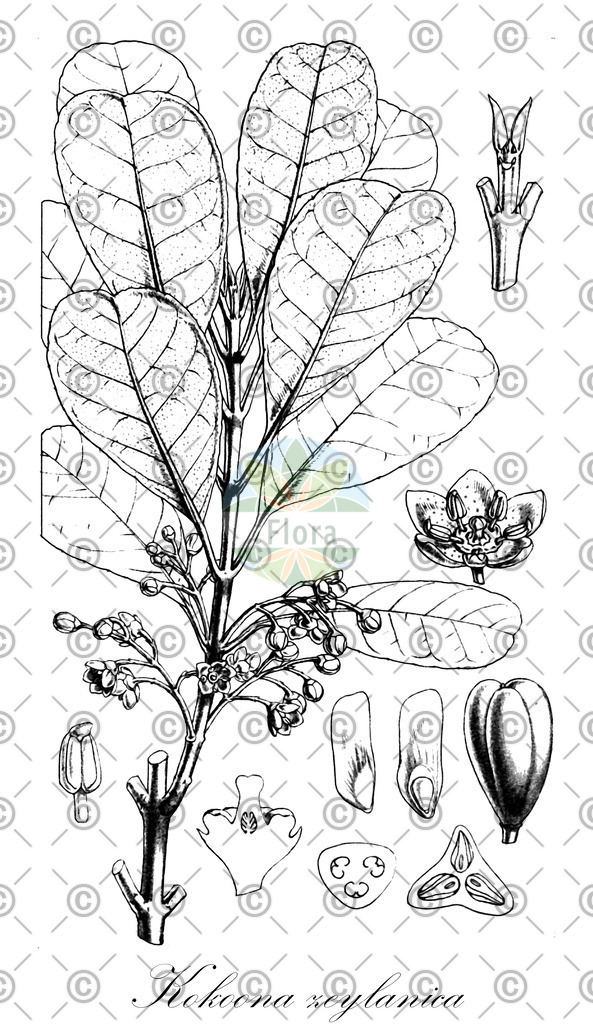 HistAbb_wfo-0001332862_1_ENZY_Simple | Historische Abbildung von Kokoona zeylanica - Celastraceae | Historical Illustration of Kokoona zeylanica - Celastraceae