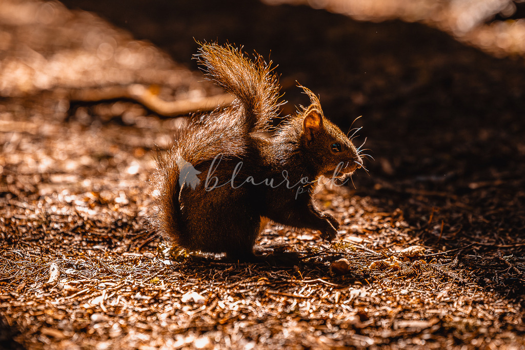 _01A5664 | Sportbilder, Sportfotograf, Hochzeits- und Eventfotografin, Flugshows, Portraits und Tiershooting, Aviation, Downhill, Nationalleague, Swissleague, International