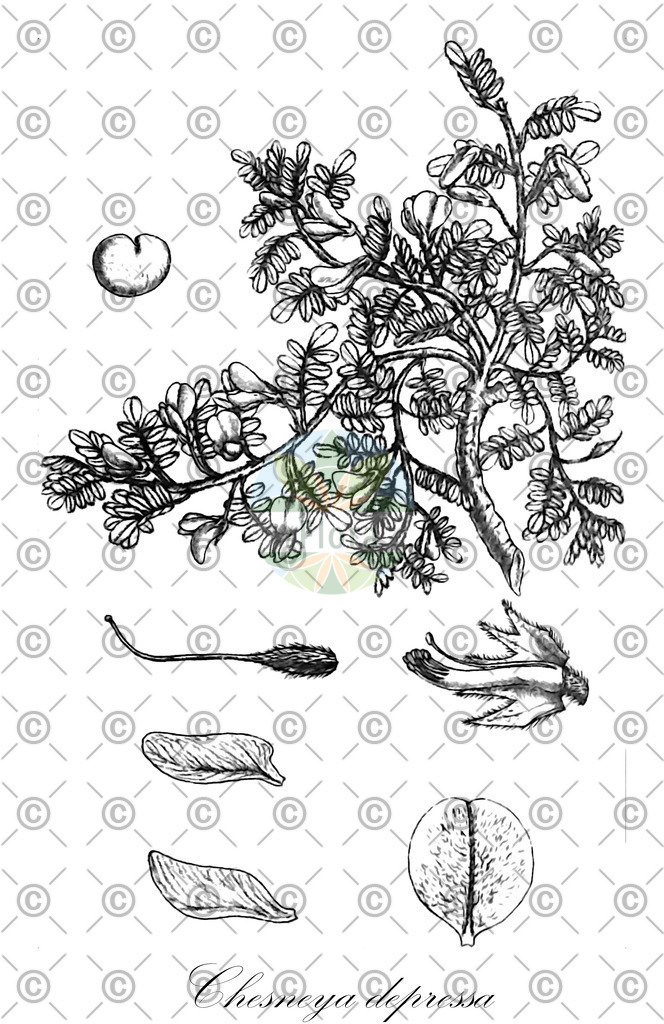 HistAbb_EMP_7704317_1_SIMPLE | Historische Abbildung von Chesneya depressa - Fabaceae | Historical Illustration of Chesneya depressa - Fabaceae
