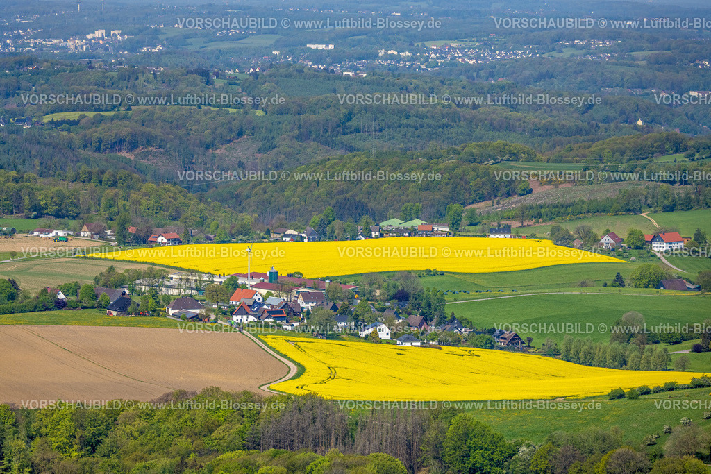 Breckerfeld240504801 | Luftbild, gelbe Rapsfelder und waldige Hügellandschaft, Baumeister Frischei GmbH Landwirtschaftsbetrieb und Windrad, Brenscheid, Breckerfeld, Ruhrgebiet, Nordrhein-Westfalen, Deutschland