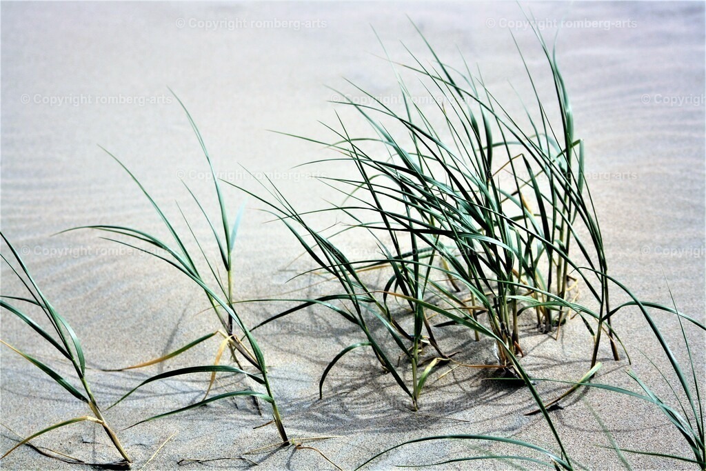 Dünengras | Gras in der Düne, Dünengras, Dünengras im Wind