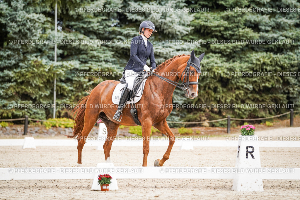 DSC04768 | Pferdegrafie