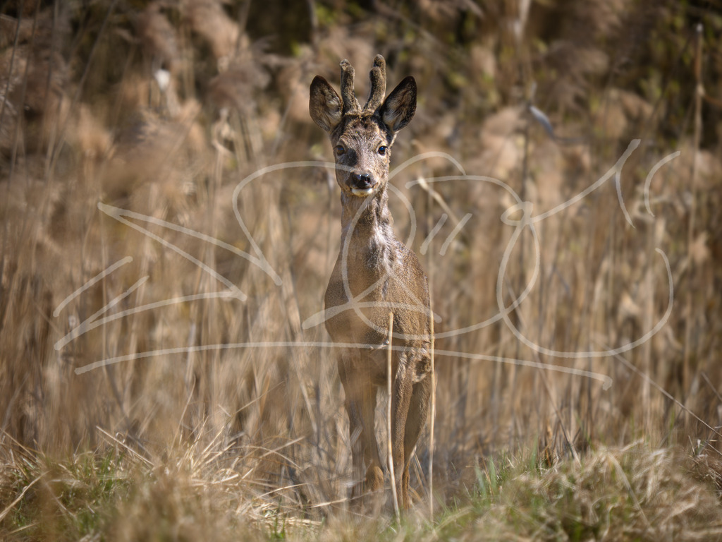 Rehbock im Moor | Naturschönheiten aus Deutschland. Pflanzen und Tiere, Insekten und Naturschauspiele. Alle schönen Details, die uns umgeben, fotografiert von Michi Moc.  - Realisiert mit Pictrs.com