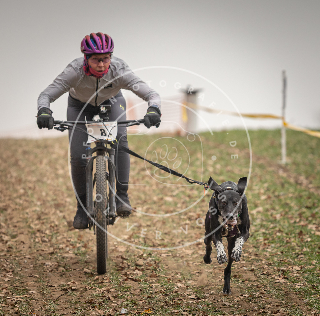 Pfotenfotografie_DV3A3501 | Hundefotografie, Tierfotograf, Pfotenfotografie, Fotoshooting Hund, Hunde Portrait, Hundesport, Hundeportraits, Heideshooting, Hunde, Sportfotograf, Hundefotograf, Turnierhundsport, THS,  - Realisiert mit Pictrs.com