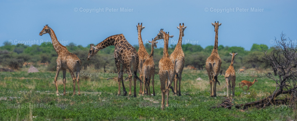 Etosha_Nationalpark_Namibia-924 | piet_flosse
