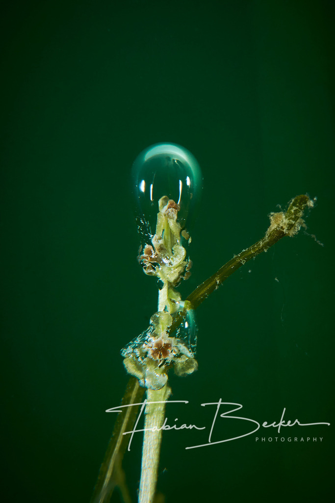 Photosynthese | Einzigartige Wandbilder von faszinierenden Unterwasserwelten. Exklusive Kunst für Empfangsbereiche, Wohnraum oder Wartezimmer. - Realisiert mit Pictrs.com