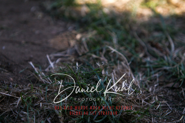 DKP42837 | Turnierfotos kaufen im Webshop von Daniel Kuhl Photography – entdecke professionelle Reitsportfotos aus Turnieren & Events. Hochwertige Turnierbilder online bestellen & sichern. Jetzt Fotos von Reitsportturnieren kaufen!