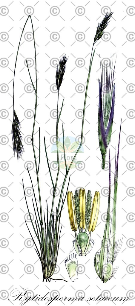 HistAbb_7BBC_1_ENZY_Simple | Historische Abbildung von Rytidosperma setaceum - Poaceae | Historical Illustration of Rytidosperma setaceum - Poaceae