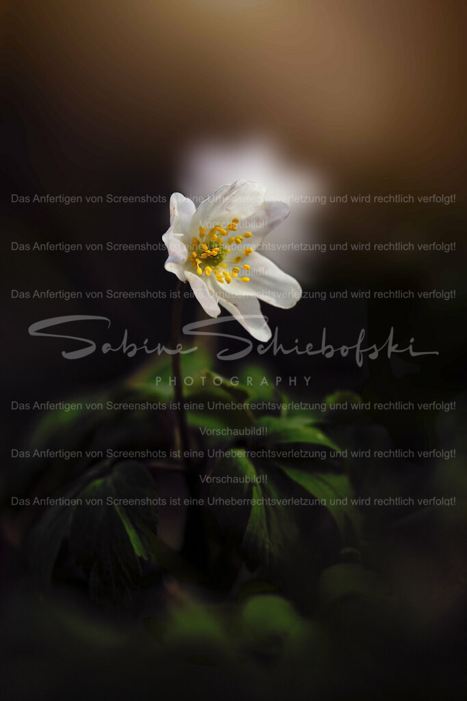 Wandbild Buschwindröschen #02 | Buschwindröschen erfreuen uns, meist in Wäldern, mit ihrer filigranen Schönheit. Diese Aufnahme, mit den gedämpften Tönen, vermittelt Ruhe und Gemütlichkeit in Ihren Räumen. - Realisiert mit Pictrs.com