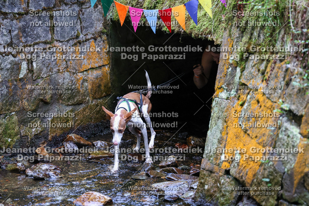 Dog Paparazzi -  TH 26-595 | Dog Paparazzi Jeanette Grottendiek Fotografie & Videografie - Realisiert mit Pictrs.com
