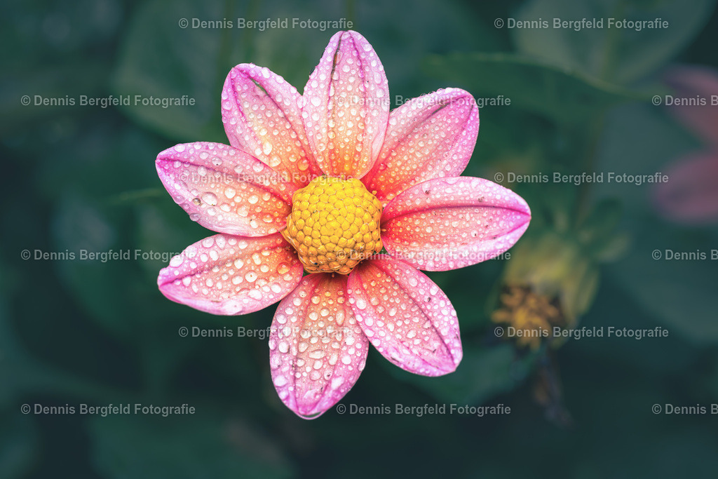 Flower 3 | Entdecken Sie Natur, Makro und Tierfotografie von Dennis Bergfeld.Besondere Momente und Details der Natur, hochwertig als Foto und Wandbild erhältlich. - Realisiert mit Pictrs.com