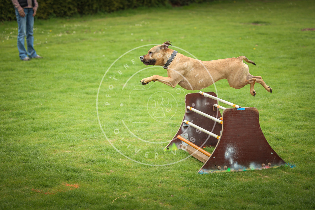 Pfotenfotografie_0L8A9786 | Hundefotografie, Tierfotograf, Pfotenfotografie, Fotoshooting Hund, Hunde Portrait, Hundesport, Hundeportraits, Heideshooting, Hunde, Sportfotograf, Hundefotograf, Turnierhundsport, THS,  - Realisiert mit Pictrs.com