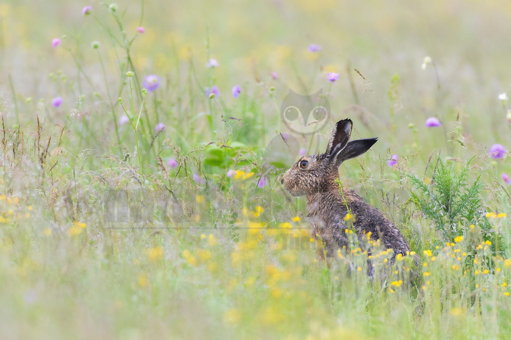 R7NF8022_20240508_20240508 | Der Feldhase, kurz auch Hase genannt, ist ein Säugetier aus der Familie der Hasen. Die Art besiedelt offene und halboffene Landschaften. Das natürliche Verbreitungsgebiet umfasst weite Teile der südwestlichen Paläarktis; durch zahlreiche Einbürgerungen kommt der Feldhase heute jedoch auf fast allen Kontinenten vor. - Realisiert mit Pictrs.com