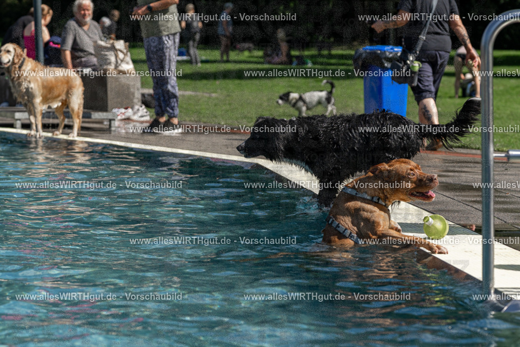 Hundeschwimmen_Volksbad_2026-allesWIRTHgut_Tierfotografie-2609061221-FAY06439 | Professionelle Tierfotografie in Mönchengladbach von Daniel Wirth (allesWIRTHgut). Liebevolle & natürliche Bilder von Hunden & Katzen für unvergessliche Erinnerungen.