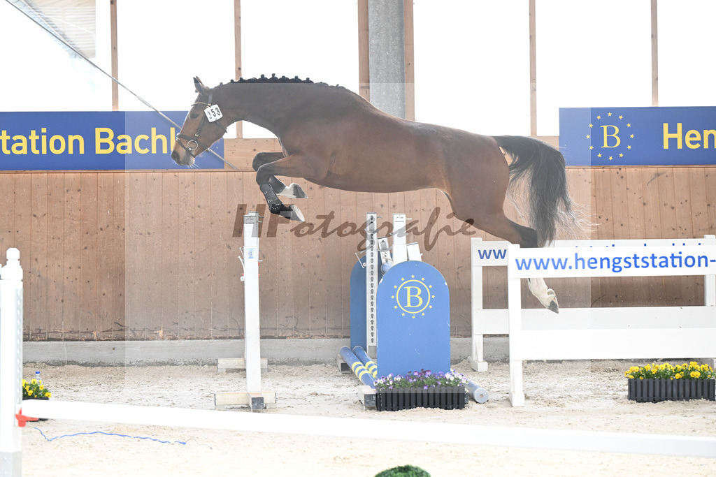 Kat-Nr. 53 Condessa M v. Van Cordoba_Mayer_5250463 | hf-fotografie - Realisiert mit Pictrs.com