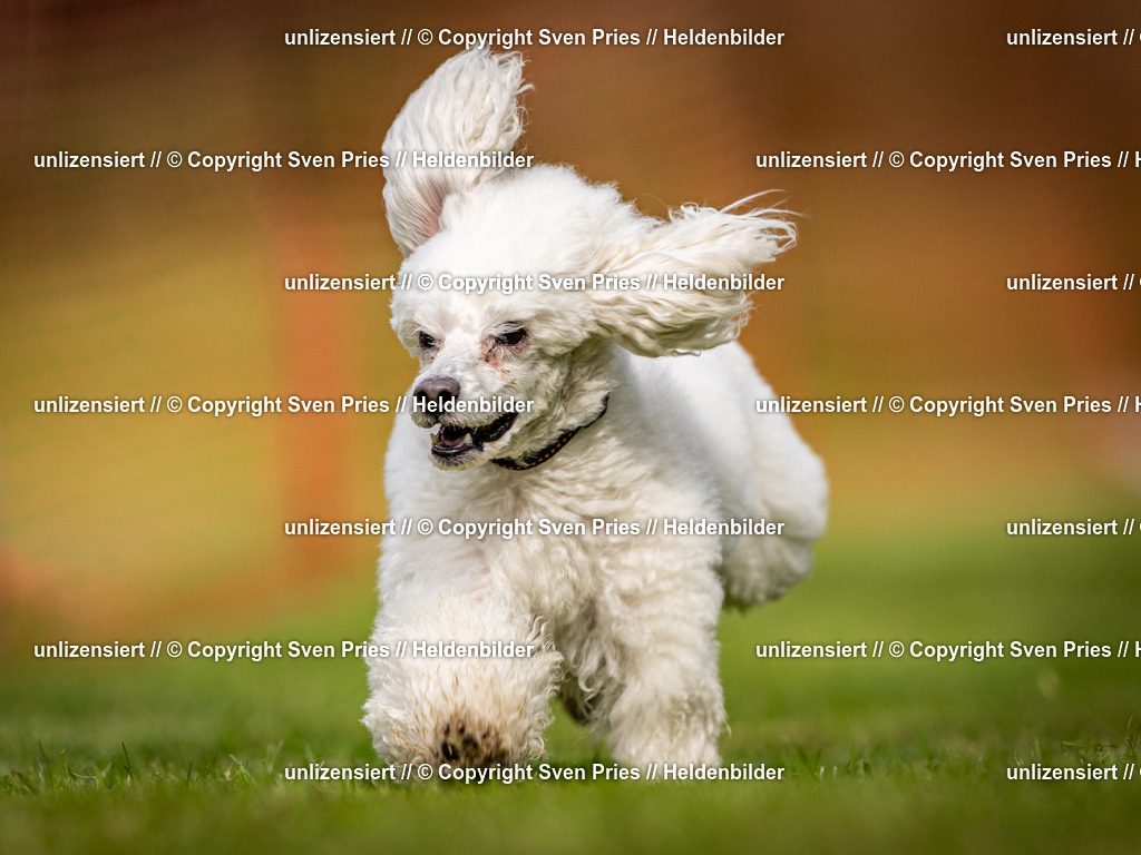 Sven Pries | 2024-09-22 - Hunderennen Baden-BadenPudelverein - Realisiert mit Pictrs.com