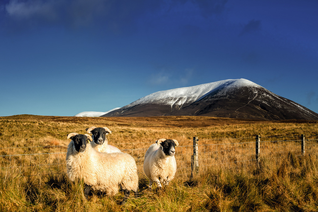 Blackface-Schafe vor dem Beinn a’ Ghlò | Drei schottische Blackface-Schafe stehen im Vordergrund vor einem Drahtzaun und blicken direkt in die Kamera. Im Mittelgrund erstreckt sich eine trockene, goldbraune Moorlandschaft hin zu einem schneebedeckten Berg unter einem klaren, tiefblauen Himmel. Der starke Kontrast zwischen den dunklen Schafköpfen, der weissen Wolle, dem goldenen Gras und dem leuchtend blauen Himmel mit dem weissen Berggipfel schafft eine eindrucksvolle Komposition. - Realisiert mit Pictrs.com